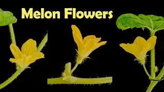 Time lapse - Sugar melon flowers opening