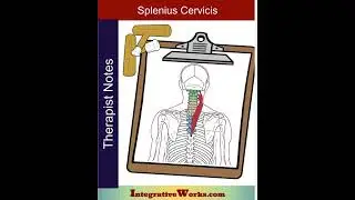 Stiff, painful base of the neck
