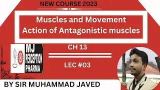 Muscles and Movement and Antagonistic Muscles || Ch 13 Support and Movement || 10th class Biology