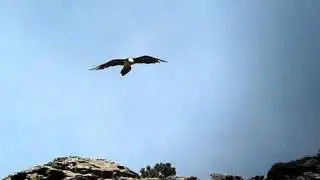 Bearded Vulture - Lammergeier  - Gypaetus barbatus, Haut Asco