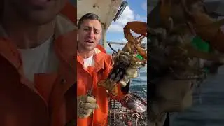 2 of many things we do in Maine to keep the lobster population sustainable.