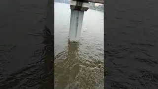 Chennai rain today live news | Water 4m Chembarambakkam lake to Adayar river 11 #shorts #சென்னை #மழை