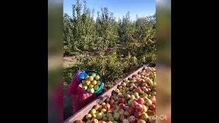 Ка мы собирали яблоки...