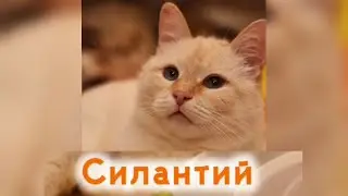 Силантий