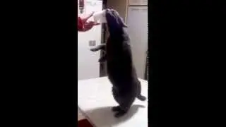 Gatto ciccione equilibrista