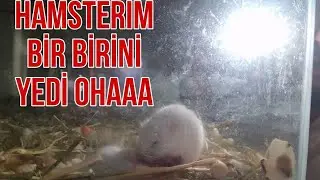 hamster hamsteri YEDİ CANLI CANLI