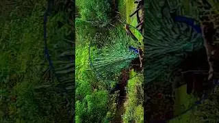 peacock #nature
