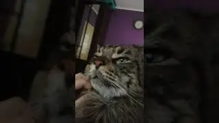 Мейн-Кун Бруклин #красавчик