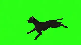 Black dog|Black dog with eight poses|Green screen cartoon|Green screen video|