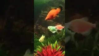 Beautiful fish Aquarium. 