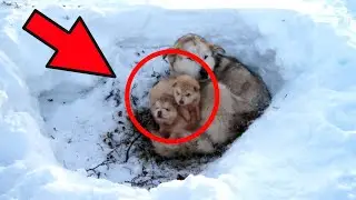 The husky with the puppies was left in a snowdrift.The owner did not find out what happened to them.