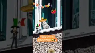 AGAIN A MEXICAN CAT!