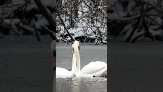 💞ESPECTACULAR DANZA DE LOS CISNES🦢  #shortsvideo #shorts  #maravillasnaturales #shortsviral