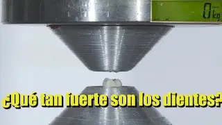 ¿Qué tan fuerte son los dientes? ¡Prueba de presión hidráulica!
