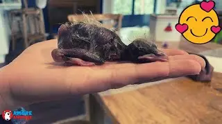 Boy Finds Newborn Magpie Who Needs Help, Their Relationship Is Special
