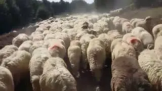 Erbaa Boğalı Yaylasından Dönüş istikamet Akça köyü