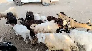07.07.2024.MAŞTAĞA.QOYUN.KEÇİ.BAZARI.🐑🐐.        )         🇦🇿