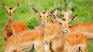 Breeding Herd of Female Impala Gazelles