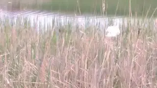 Білі лебеді 2