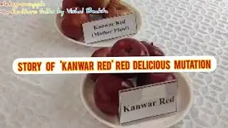 Story of `KANWAR RED ` #Mutation @letsgrowapple