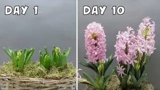 The flowering of hyacinth | 10 Days Timelapse