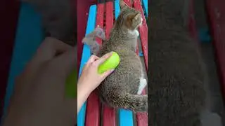 Супер расчёска🪥