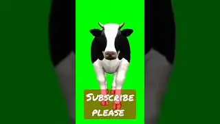 cow walk green screen shot #