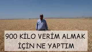 Farmers who plant real wheat earn money