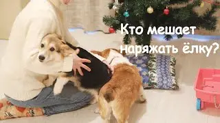 Украшаем ёлку вместе с питомцами | Decorate the Christmas tree with your pets