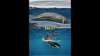 Perucetus colossus vs Aust colossus 