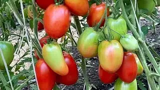 Минусинские сорта томатов.