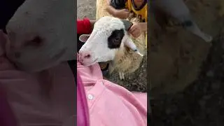 Geli banget..😭 Paha mamata dicium kambing… Toloong😭😭 