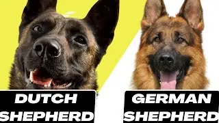 Dutch Shepherd Vs German Shepherd