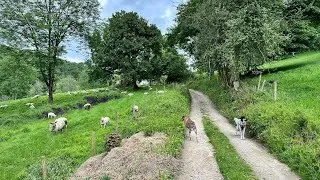 A Walk In The Cotswolds With Brickle and Fruitycake