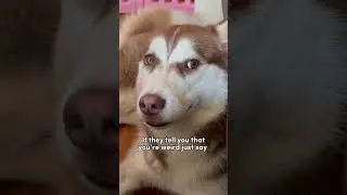 Just Say Thank You