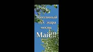 Тополиный пух.#Shorts
