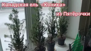 Канадская ель «Коника» из Пятёрочки/Магнит. Как ухаживать.