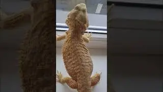 Наша бородатая агама любит смотреть в окно .