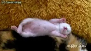 Котёнок сладко спит