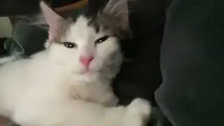 Sleepy Kitten Purring & Cuddling😴