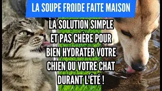 Bien hydrater son chien ou son chat durant les fortes chaleurs de l'été avec cette simple recette !