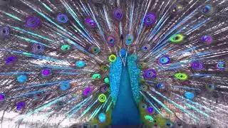 TRIPPY ANIMALS