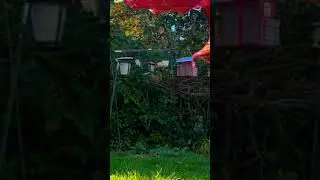 Highlight - Video Cam Backyard birds watching, a day of celebration, election result chatting