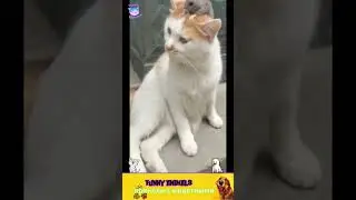 приколы с животными , смешные моменты , коты и собаки  , смех до слез #cat #dogs #animals