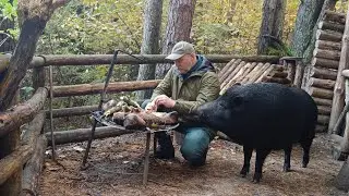 Мужчина приручил дикого кабана и живёт с ним в лесу | поездка к бабушке в деревню.