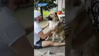 Серйозна розмова зі своїм псом. A serious conversation with your dog. #shorts
