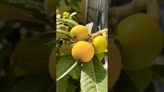 Май. Первые фрукты #мушмула