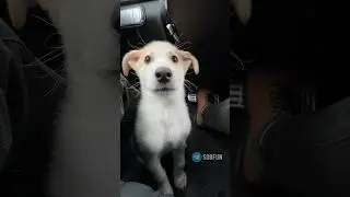 Измени жизнь бездомного щенка и свою. 200й щенок , которому нашел семью.
