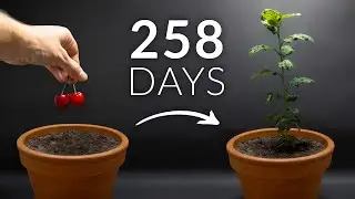 Cherry tree time-lapse
