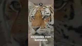Six Senses Fort Barwara ✨ Call 18002587282 to book! #luxuryescaping #rajasthan #sixsensesfortbarwara